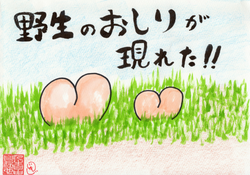 草原に野生のおしりが現れた